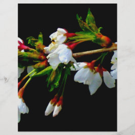 エレガント白黒開花白い花