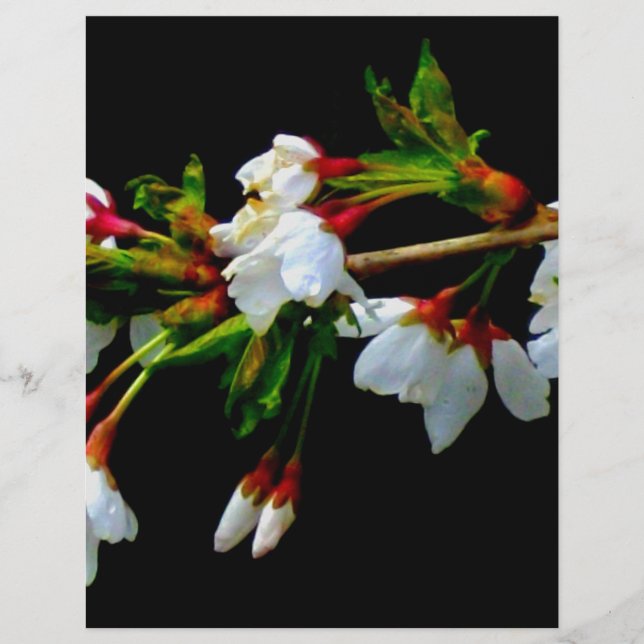 エレガント白黒開花白い花 (正面)