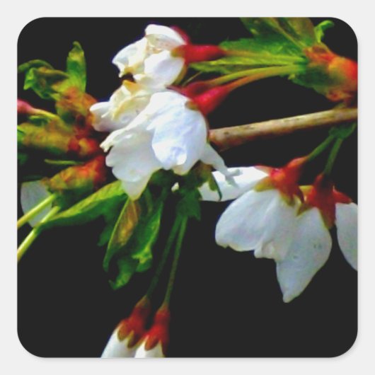 エレガント白黒開花白い花 スクエアシール (正面)