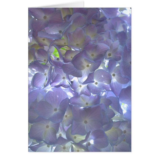 エレガント紫紫紫紫紫紫紫紫紫陽花 (正面)