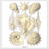 エレガント貝殻ヴィンテージイラストレーション シール (シート)