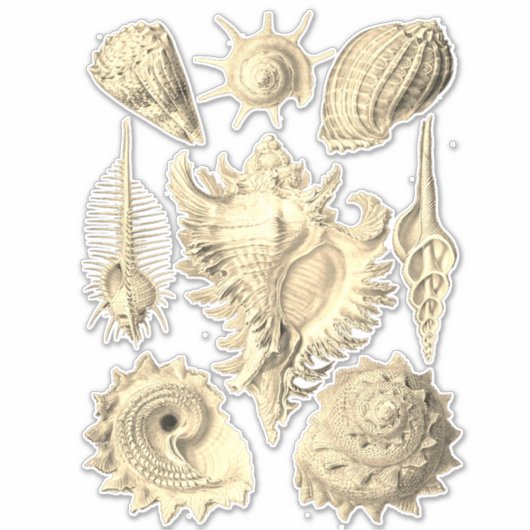 エレガント貝殻ヴィンテージイラストレーション シール (正面)