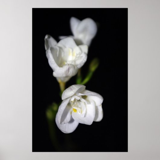 エレガント ポスター (正面)