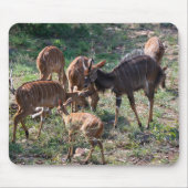 エレガントNyala Antelope野生動物写真 マウスパッド (正面)