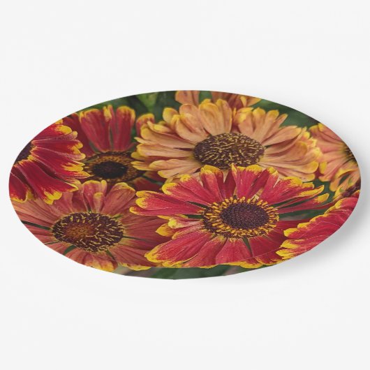 エレニアムナウ開花フローラ ペーパープレート (アングル)