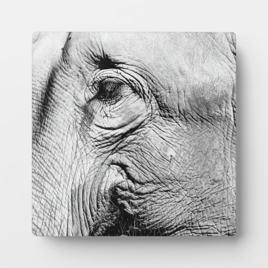 エレファンツ・アイ、2017年 フォトプラーク (正面)