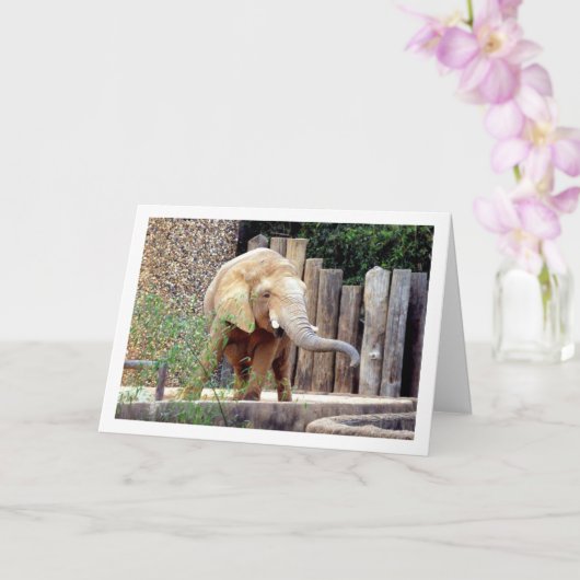 エレファントインパーク カード (蘭)