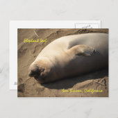 エレファントシールサンシメオン(カリフォルニア) ポストカード (正面/裏面)