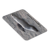 エレファントシールズアットピエドラスブランコスビーチ マグネット (右側)