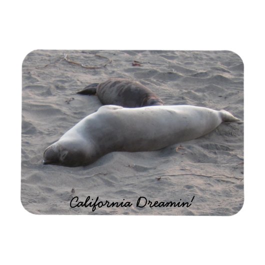 エレファントシールズアットピエドラスブランコスビーチ マグネット (横)