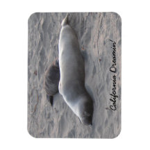 エレファントシールズアットピエドラスブランコスビーチ