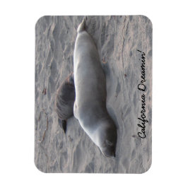 エレファントシールズアットピエドラスブランコスビーチ マグネット