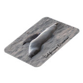 エレファントシールズアットピエドラスブランコスビーチ マグネット (左側)