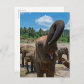 エレファントスリランカ ポストカード (正面/裏面)