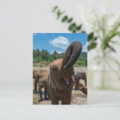 エレファントスリランカ ポストカード (スタンド正面)