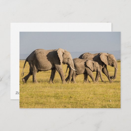 エレファントファミリー歩く ポストカード (正面/裏面)