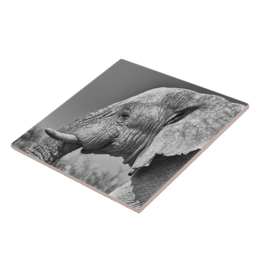 エレファントポートレート タイル (側面)