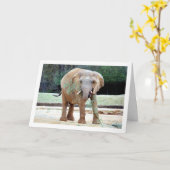 エレファント食べ物 カード (黄色い花)