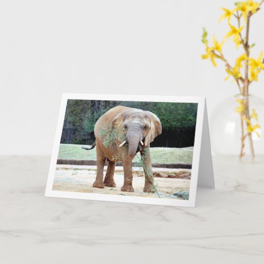 エレファント食べ物 カード (黄色い花)