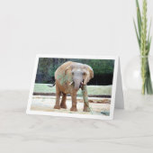 エレファント食べ物 カード (正面)