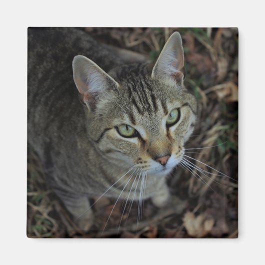 エロス マグネット (正面)