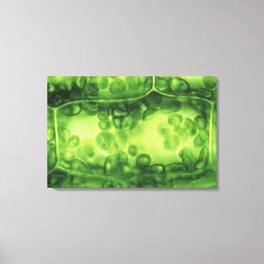 エロデア植物細胞 キャンバスプリント (正面)