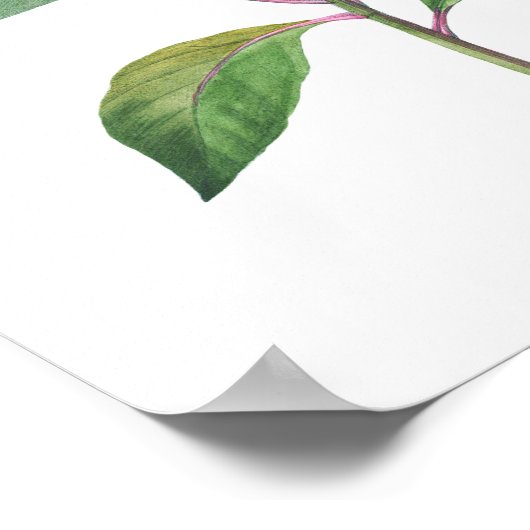 エンキアンサスの最高級植物性プリント ポスター (角)