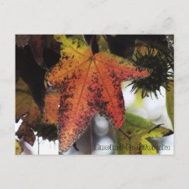 エンシーノカリフォルニア ポストカード