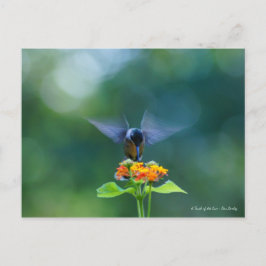 エンジェルウィングス ポストカード