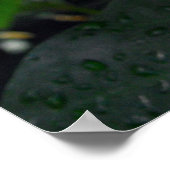 エンジェルウィングベゴニアス ポスター (角)