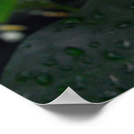 エンジェルウィングベゴニアス ポスター (角)