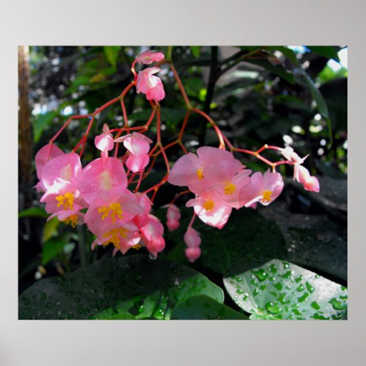 エンジェルウィングベゴニアス ポスター (正面)