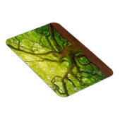 エンジェルオーク マグネット (右側)