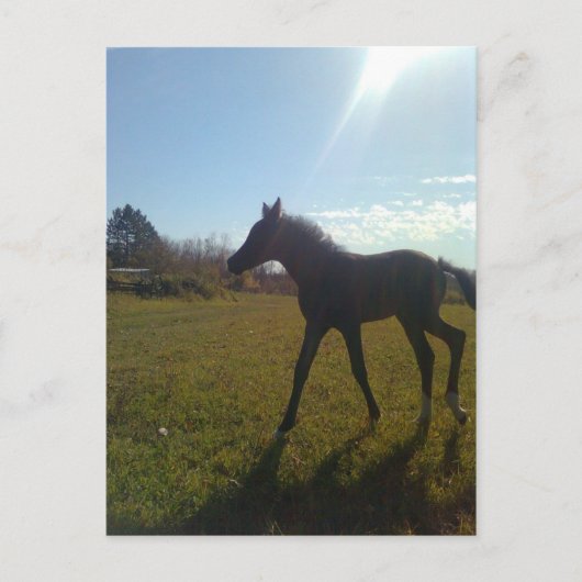 エンジェルスファイビーナイト ポストカード (正面)