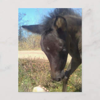 エンジェルスファイビーナイト ポストカード