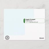 エンジェルズトランペットブルグマンシアポストカード ポストカード (裏面)