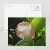 エンジェルトランペット葉書 ポストカード (正面/裏面)