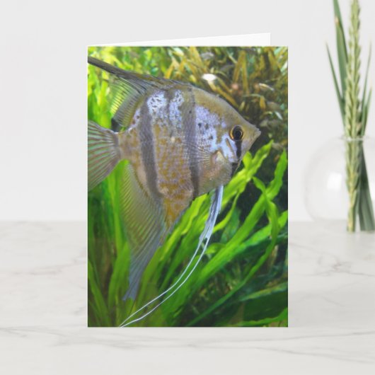 エンジェルフィッシュ カード (正面)