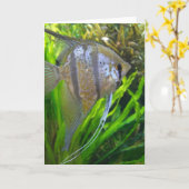 エンジェルフィッシュ カード (黄色い花)