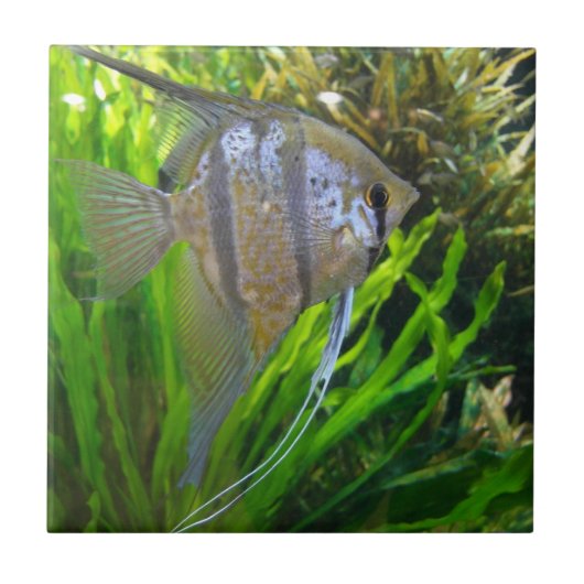 エンジェルフィッシュ タイル (正面)