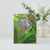 エンジェルフィッシュ ポストカード (スタンド正面)