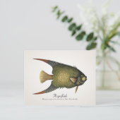 エンジェルフィッシュ ポストカード - スタイル II (スタンド正面)