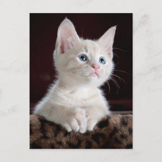 エンジェル子猫はがき ポストカード (正面)