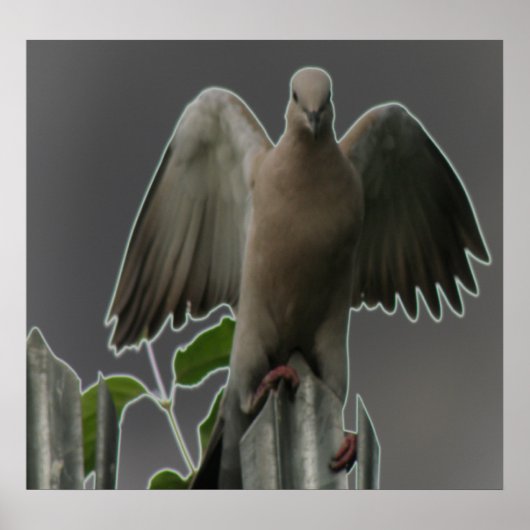 エンジェル落ちたドーブプリント ポスター (正面)