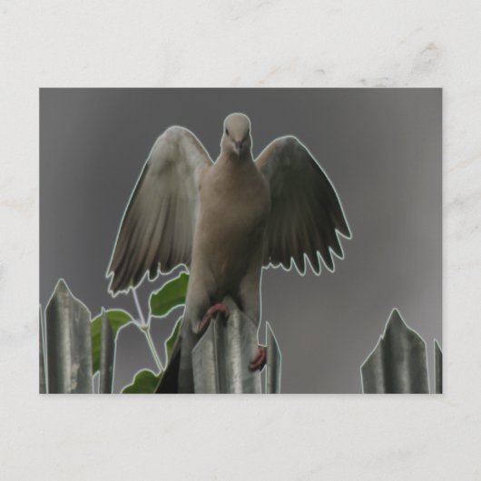 エンジェル落ちた鳩はがき ポストカード (正面)