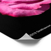 エンジェル顔バラアップクローズ ポスター (角)