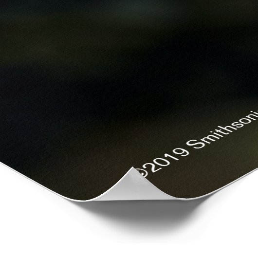 エンジェル顔バラ ポスター (角)