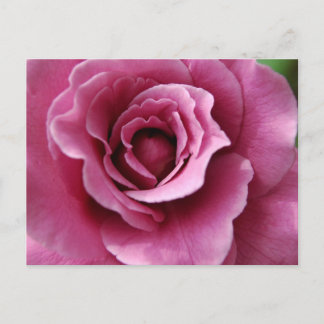 エンジェル顔IIポストカード ポストカード