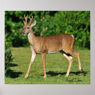 エンジェル・チャー氏 ポスター