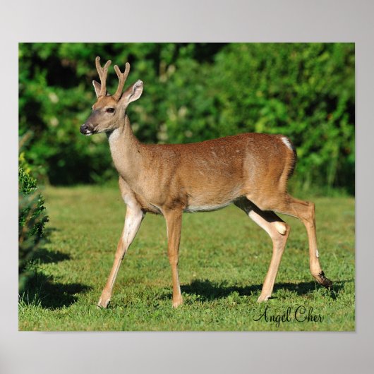 エンジェル・チャー氏 ポスター (正面)